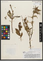 Foto von Salix triandra subsp. bornmuelleri (Hausskn.) A. K. Skvortsov